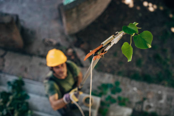 Reliable Saint John Fisher College, NY Tree Services Solutions